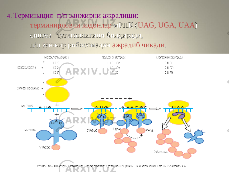 4. Терминация п/п занжирни ажралиши: терминирловчи кодонлар мРНК ( UAG, UGA, UAA ) синтез тугаганлигини билдиради, п/п занжир рибосомадан ажралиб чикади . 