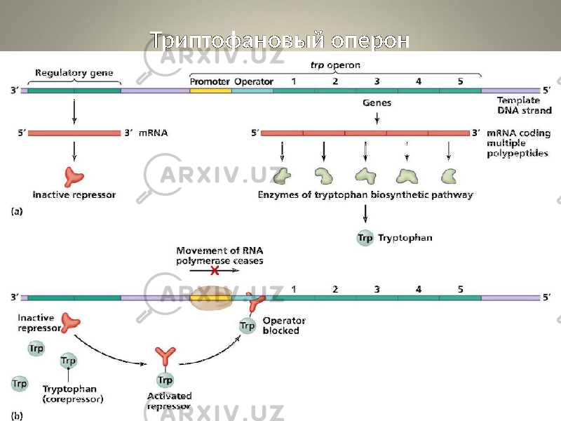 Триптофановый оперон 