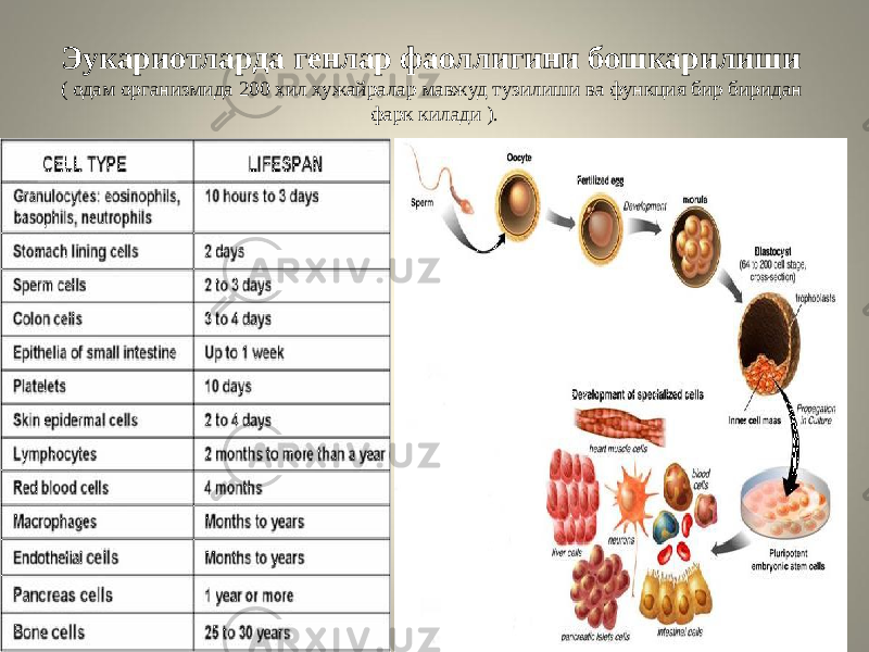 Эукариотларда генлар фаоллигини бошкарилиши ( одам организмида 200 хил хужайралар мавжуд тузилиши ва функция бир биридан фарк килади ). 