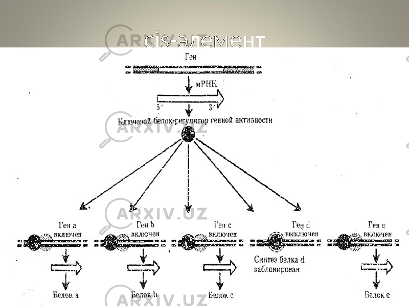 cis-элемент 