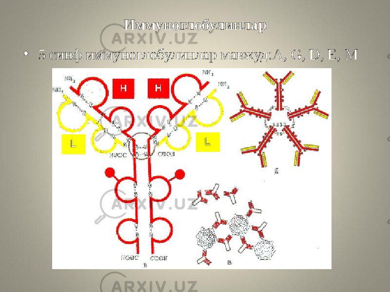 Иммуноглобулинлар • 5 синф иммуноглобулинлар мавжуд:A, G, D, E, M 