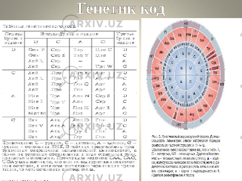 Генетик код 