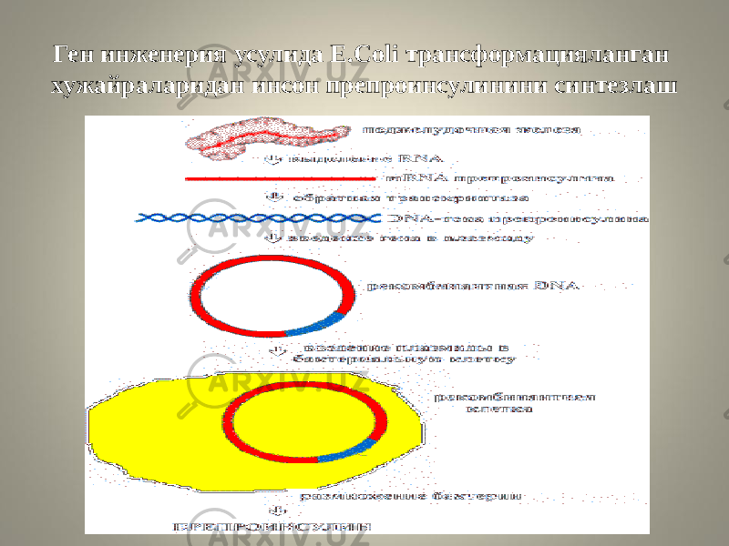 Ген инженерия усулида E.Coli трансформацияланган хужайраларидан инсон препроинсулинини синтезлаш 