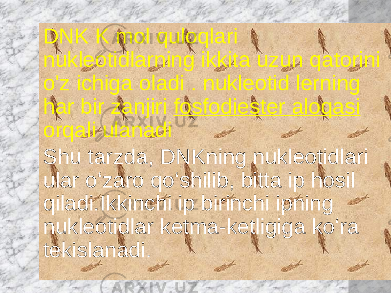 DNK K mol quloqlari nukleotidlarning ikkita uzun qatorini o&#39;z ichiga oladi . nukleotid lerning har bir zanjiri fosfodiester aloqasi orqali ulanadi Shu tarzda, DNKning nukleotidlari ular oʻzaro qoʻshilib, bitta ip hosil qiladi.Ikkinchi ip birinchi ipning nukleotidlar ketma-ketligiga koʻra tekislanadi. 