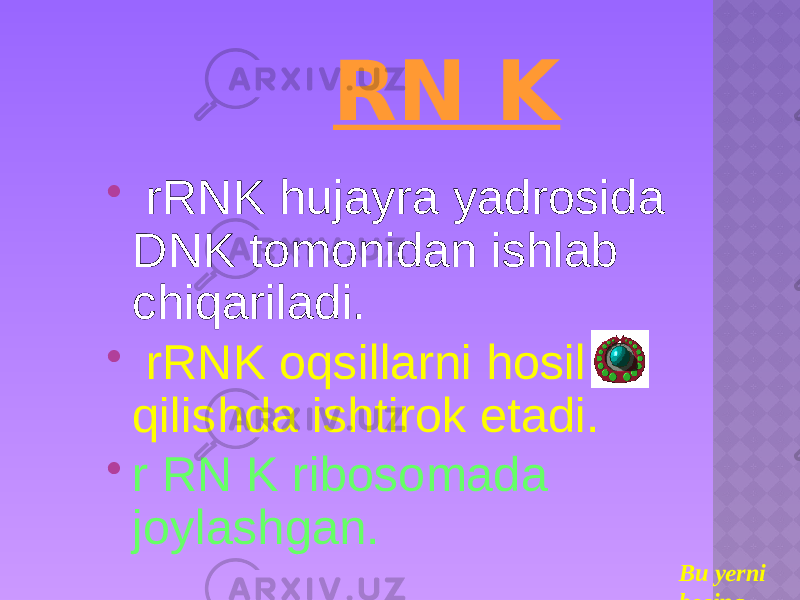 RN K  rRNK hujayra yadrosida DNK tomonidan ishlab chiqariladi.  rRNK oqsillarni hosil qilishda ishtirok etadi.  r RN K ribosomada joylashgan. Bu yerni bosing 