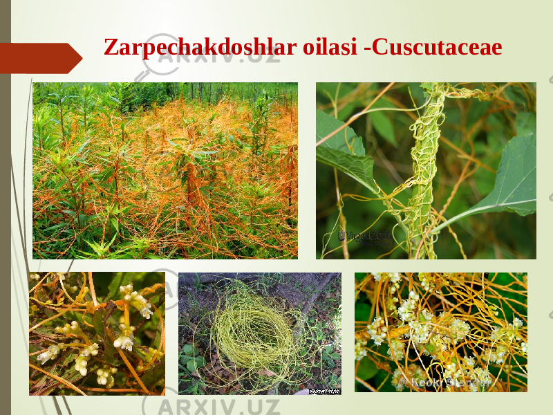 Zarpechakdoshlar oilasi -Cuscutaceae 