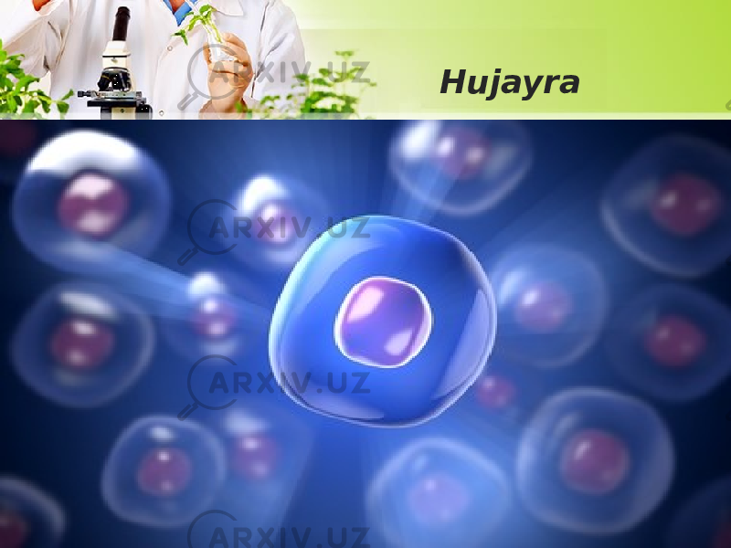 Hujayra 