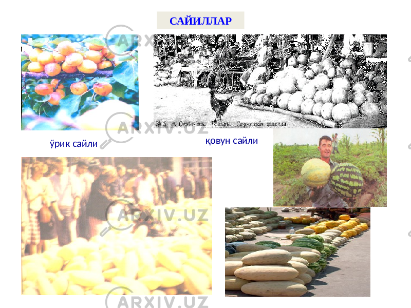 САЙИЛЛАР ўрик сайли қовун сайли 