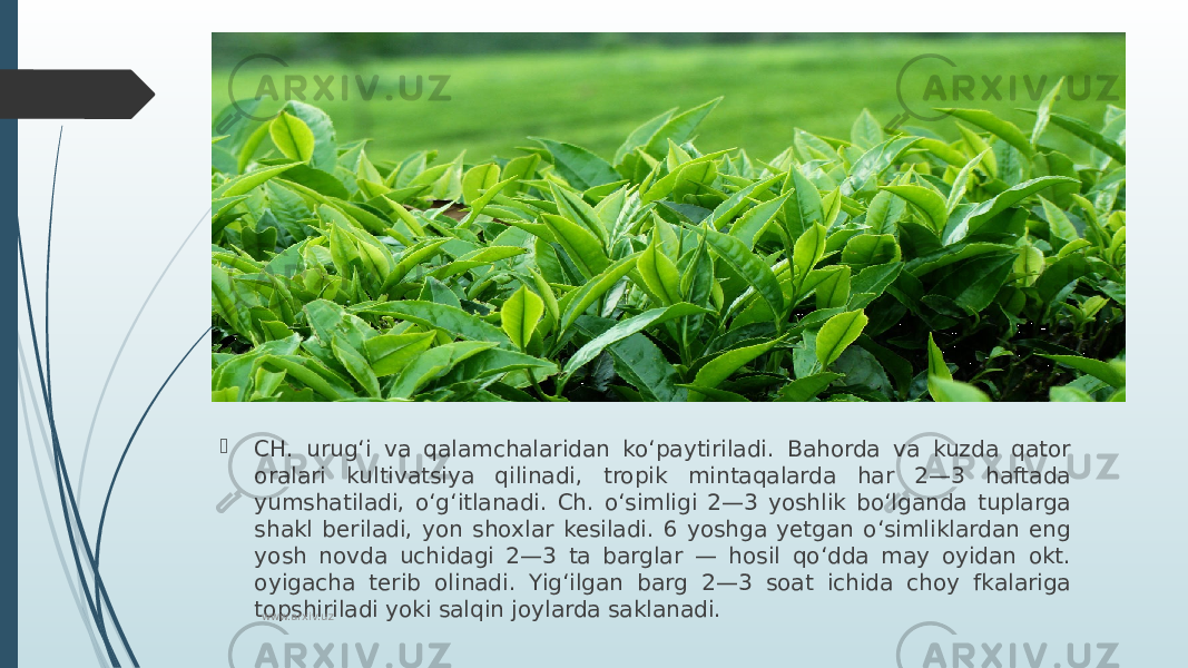  CH. urugʻi va qalamchalaridan koʻpaytiriladi. Bahorda va kuzda qator oralari kultivatsiya qilinadi, tropik mintaqalarda har 2—3 haftada yumshatiladi, oʻgʻitlanadi. Ch. oʻsimligi 2—3 yoshlik boʻlganda tuplarga shakl beriladi, yon shoxlar kesiladi. 6 yoshga yetgan oʻsimliklardan eng yosh novda uchidagi 2—3 ta barglar — hosil qoʻdda may oyidan okt. oyigacha terib olinadi. Yigʻilgan barg 2—3 soat ichida choy fkalariga topshiriladi yoki salqin joylarda saklanadi. www.arxiv.uz 