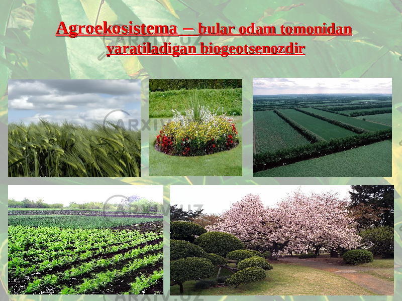 AgroekosistemaAgroekosistema – – bularbular odam tomonidan odam tomonidan yaratiladigan biogeotsenozdiryaratiladigan biogeotsenozdir 
