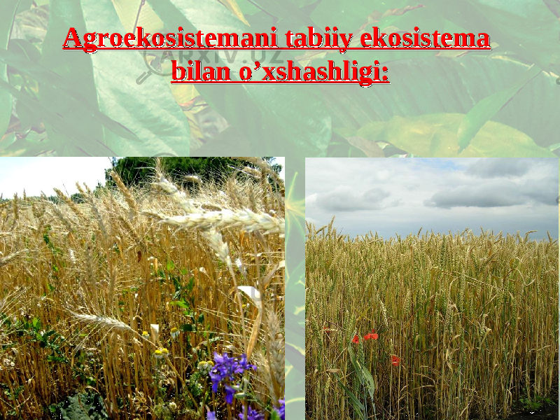 Agroekosistemani tabiiy ekosistema Agroekosistemani tabiiy ekosistema bilan o’xshashligi:bilan o’xshashligi: 