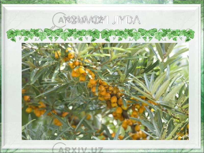 YOVVOYI JIYDA 