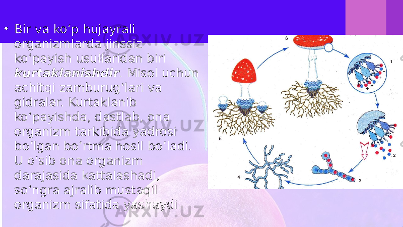 • Bir va ko‘p hujayrali organizmlarda jinssiz ko‘payish usullaridan biri kurtaklanishdir . Misol uchun achitqi zamburug‘lari va gidralar. Kurtaklanib ko‘payishda, dastlab, ona organizm tarkibida yadrosi bo‘lgan bo‘rtma hosil bo‘ladi. U o‘sib ona organizm darajasida kattalashadi, so‘ngra ajralib mustaqil organizm sifatida yashaydi. 