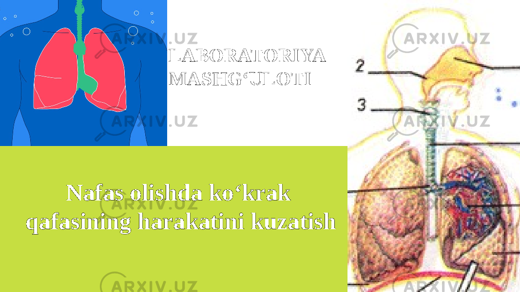 LABORATORIYA MASHG‘ULOTI Nafas olishda ko‘krak qafasining harakatini kuzatish 