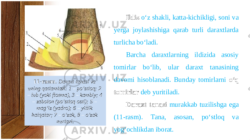 11-rasm. Daraxt tanasi va uning qatlamlari: 1 – po‘stloq; 2 – lub (yoki floema), 3 – kambiy; 4 – zabolon (po‘stloq osti); 5 – mag‘iz (yadro); 6 – yillik halqalar; 7 – o‘zak, 8 – о‘ zak nurlari. Ildiz o‘z shakli, katta-kichikligi, soni va yerga joylashishiga qarab turli daraxtlarda turlicha bo‘ladi. Barcha daraxtlarning ildizida asosiy tomirlar bo‘lib, ular daraxt tanasining davomi hisoblanadi. Bunday tomirlarni o‘q tomirlar deb yuritiladi. Daraxt tanasi murakkab tuzilishga ega (11-rasm). Tana, asosan, po‘stloq va yog‘ochlikdan iborat. 