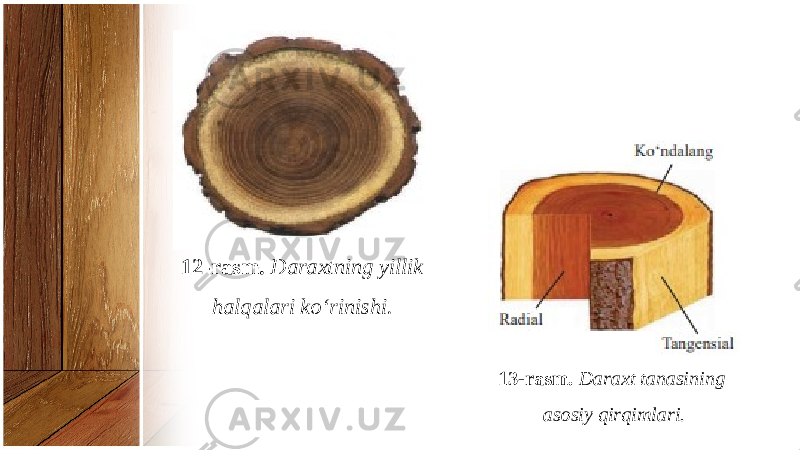 12-rasm. Daraxtning yillik halqalari ko‘rinishi. 13-rasm. Daraxt tanasining asosiy qirqimlari. 