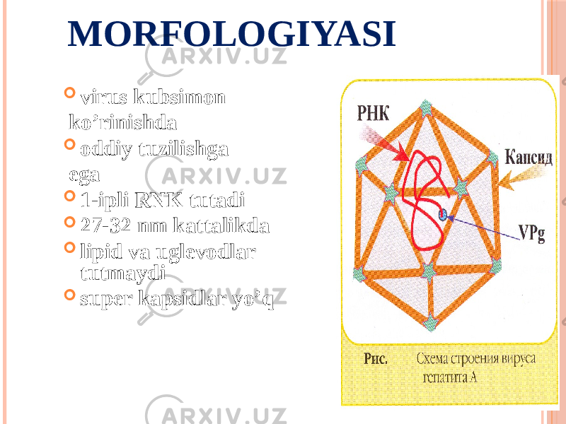 MORFOLOGIYASI  virus kubsimon koʼrinishda  oddiy tuzilishga ega  1-ipli RNK tutadi  27-32 nm kattalikda  lipid va uglevodlar tutmaydi  super kapsidlar yoʼq 