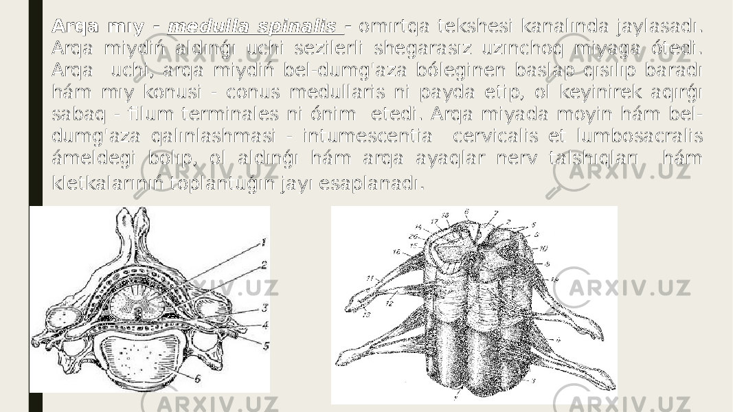 Arqa mıy - medulla spinalis - omırtqa tekshesi kanalında jaylasadı. Arqa miydiń aldınǵı uchi sezilerli shegarasız uzınchoq miyaga ótedi. Arqa uchi, arqa miydiń bel-dumg&#39;aza bóleginen baslap qısılıp baradı hám mıy konusi - conus medullaris ni payda etip, ol keyinirek aqırǵı sabaq - filum terminales ni ónim etedi. Arqa miyada moyin hám bel- dumg&#39;aza qalınlashmasi - intumescentia cervicalis et lumbosacralis ámeldegi bolıp, ol aldınǵı hám arqa ayaqlar nerv talshıqları hám kletkalarınıń toplantuǵın jayı esaplanadı . 