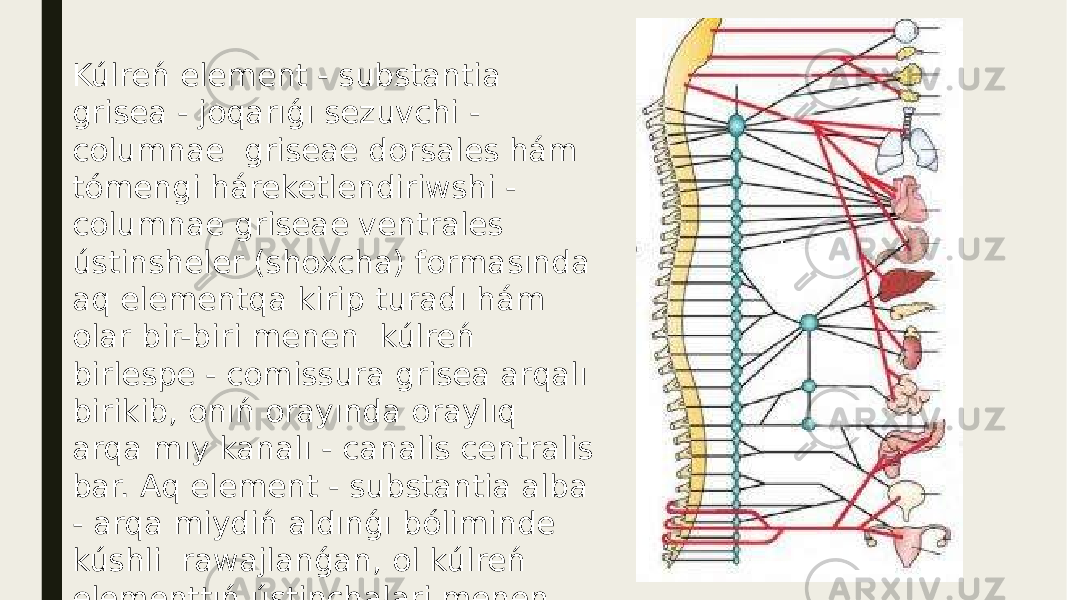 Kúlreń element - substantia grisea - joqarıǵı sezuvchi - columnae griseae dorsales hám tómengi háreketlendiriwshi - columnae griseae ventrales ústinsheler (shoxcha) formasında aq elementqa kirip turadı hám olar bir-biri menen kúlreń birlespe - comissura grisea arqalı birikib, onıń orayında oraylıq arqa mıy kanalı - canalis centralis bar. Aq element - substantia alba - arqa miydiń aldınǵı bóliminde kúshli rawajlanǵan, ol kúlreń elementtıń ústinchalari menen úsh jup mıy sistemachasiga bólingen 