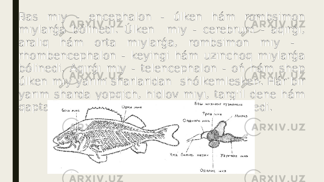 Bas mıy - encephalon - úlken hám rombsimon mıylarǵa bólinedi. Úlken mıy - cerebrum - aqırǵı, aralıq hám orta mıylarǵa, rombsimon mıy - rhombencephalon - keyingi hám uzınchoq mıylarǵa bólinedi. Aqırǵı mıy - telencephalon - oń hám shep úlken mıy yarım sharlaridan shólkemlesken. Hár bir yarım sharda yopqich, hidlov mıyı, targ&#39;il dene hám qaptal mıy juwan qarınları ayırmashılıq etiledi. 