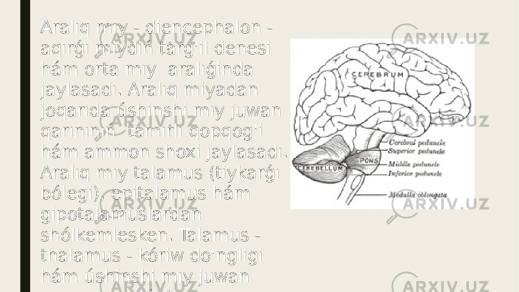 Aralıq mıy - diencephalon - aqırǵı miydiń targ&#39;il denesi hám orta mıy aralıǵinda jaylasadı. Aralıq miyadan joqarıda úshinshi mıy juwan qarınınıń tamırlı qopqog&#39;i hám ammon shoxi jaylasadı. Aralıq mıy talamus (tiykarǵı bólegi), epitalamus hám gipotalamuslardan shólkemlesken. Talamus - thalamus - kóriw do&#39;ngligi hám úshinshi mıy juwan qarınınan dúzilgen. 