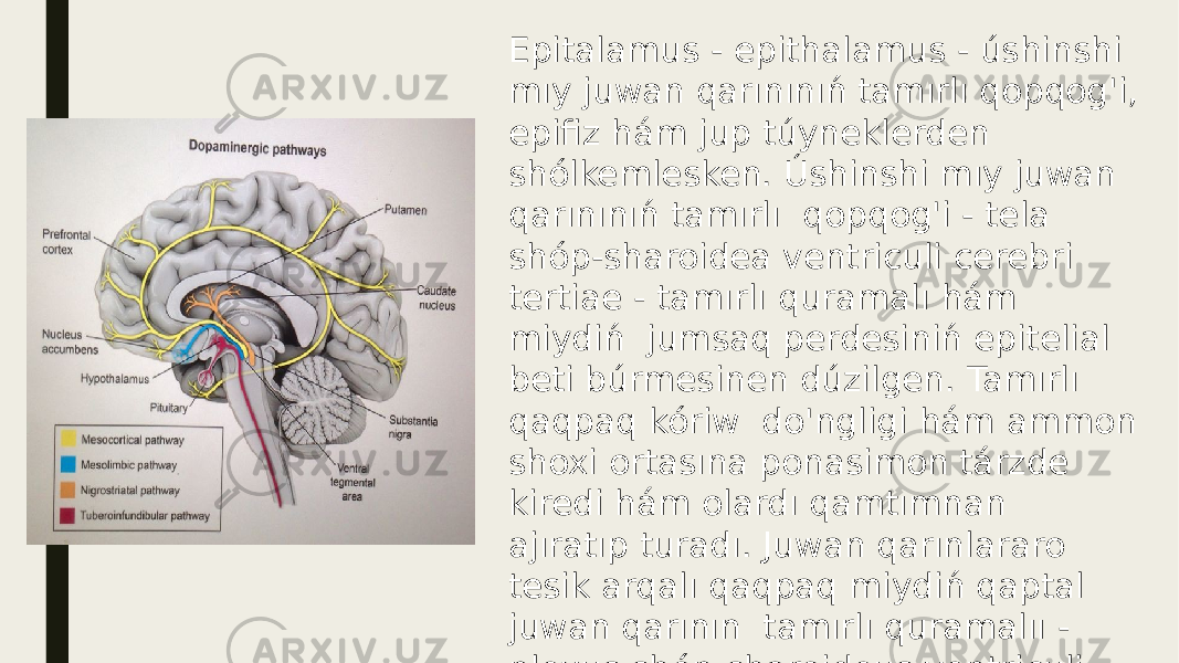 Epitalamus - epithalamus - úshinshi mıy juwan qarınınıń tamırlı qopqog&#39;i, epifiz hám jup túyneklerden shólkemlesken. Úshinshi mıy juwan qarınınıń tamırlı qopqog&#39;i - tela shóp-sharoidea ventriculi cerebri tertiae - tamırlı quramalı hám miydiń jumsaq perdesiniń epitelial beti búrmesinen dúzilgen. Tamırlı qaqpaq kóriw do&#39;ngligi hám ammon shoxi ortasına ponasimon tárzde kiredi hám olardı qamtımnan ajıratıp turadı. Juwan qarınlararo tesik arqalı qaqpaq miydiń qaptal juwan qarının tamırlı quramalıı - plexus shóp-sharoideus ventriculi lateralis kórinisinde miydiń qaptal juwan qarınına kiredi. 