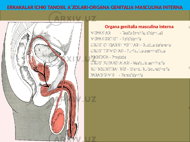 ERKAKALAR ICHKI TANOSIL A`ZOLARI-ORGANA GENITALIA MASCULINA INTERNA Organa genitalia masculina interna MOYAKLAR - Testis (orchis, didymus) MOYAK ORTIG`I - Epididymis URUG` CHIQARISH YO`LLARI - Ductus deferens URUG` TIZIMCHASI - Funiculus spermaticus PROSTATA - Prostata URUG` PUFAKCHALARI - Vesicula seminalis BULBOURETRAL BEZ – Gland. Bulbourethralis PARADIDIMIS - Paradidymis 