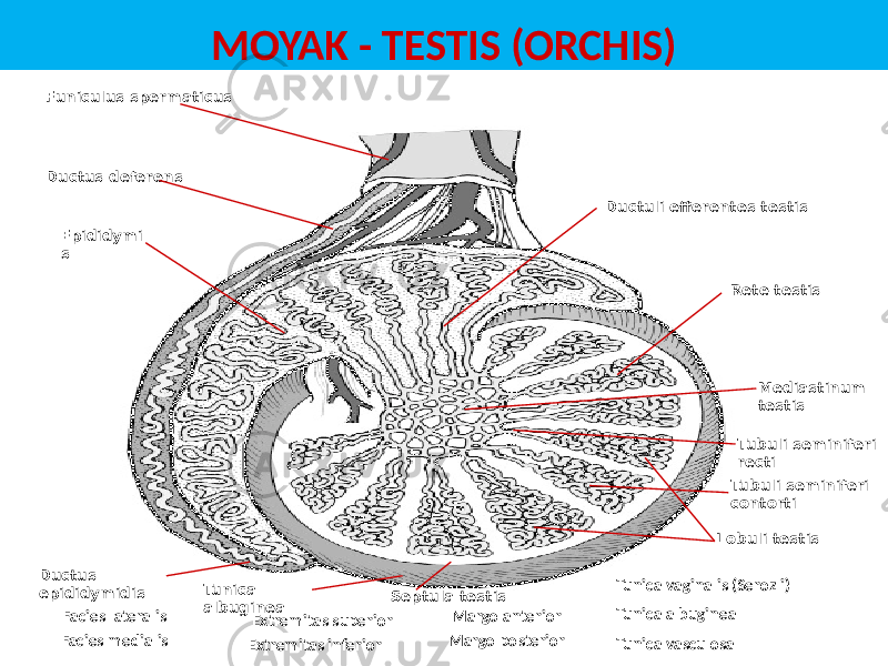 MOYAK - TESTIS (ORCHIS) Facies lateralis Facies medialis Margo anterior Margo posterior Extremitas superior Extremitas inferior Rete testisDuctuli efferentes testis Mediastinum testisDuctus deferens Ductus epididymidis Funiculus spermaticus Epididymi s Tunica albuginea Septula testis Lobuli testis Tubuli seminiferi contorti Tubuli seminiferi recti Tunica vaginalis (Serozli) Tunica albuginea Tunica vasculosa 