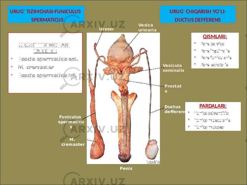  URUG` TIZIMCHASI-FUNICULUS SPERMATICUS URUG` CHIQARISH YO`LI- DUCTUS DEFFERENS Funiculus spermaticu s M. cremaster Ductus defferens Testis Penis Prostat aVesica urinaria Vesicula seminalisUreter URUG` TIZIMCHASI TARKIBI: • Fascia spermatica ext. • M. cremaster • Fascia spermatica int. QISMLARI: • Pars pelvica • Pars inguinalis • Pars funicularis • Pars scrotalis PARDALARI: • Tunica adventitia • Tunica muscularis • Tunica mucosa 