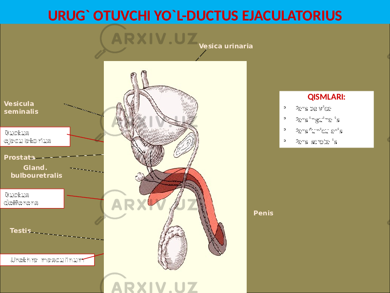 URUG` OTUVCHI YO`L-DUCTUS EJACULATORIUS Ductus defferensVesicula seminalis Prostata Gland. bulbouretralis Urethra masculinumTestis PenisDuctus ejaculatorius Vesica urinaria QISMLARI: • Pars pelvica • Pars inguinalis • Pars funicularis • Pars scrotalis 