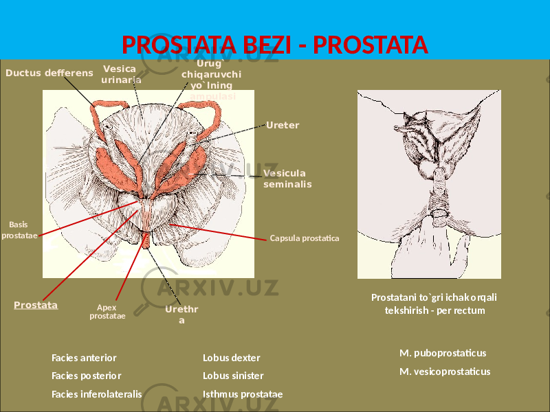 PROSTATA BEZI - PROSTATA Prostatani to`gri ichak orqali tekshirish - per rectumDuctus defferens Vesicula seminalisUrug` chiqaruvchi yo`lning ampulasi Prostata UreterVesica urinaria Urethr aBasis prostatae Apex prostatae Facies anterior Facies posterior Facies inferolateralis Lobus dexter Lobus sinister Isthmus prostatae Capsula prostatica M. puboprostaticus M. vesicoprostaticus 