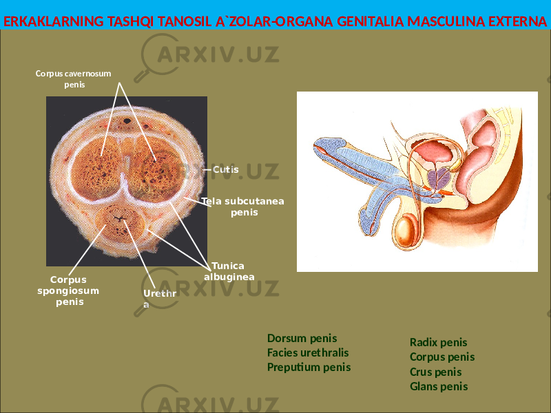 ERKAKLARNING TASHQI TANOSIL A`ZOLAR-ORGANA GENITALIA MASCULINA EXTERNA Radix penis Corpus penis Crus penis Glans penis Urethr a Dorsum penis Facies urethralis Preputium penis Corpus cavernosum penis Corpus spongiosum penis Tunica albugineaTela subcutanea penisCutis 