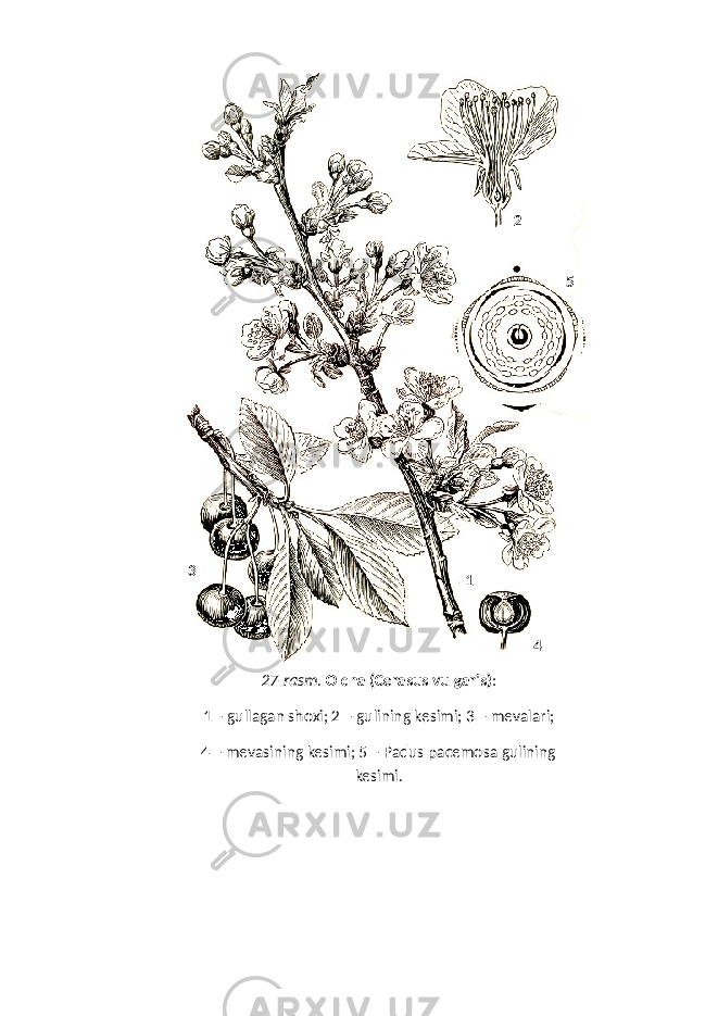 27-rasm . Olcha (Cerasus vulgaris) : 1 – gullagan shoxi; 2 – gulining kesimi; 3 – mevalari; 4 – mevasining kesimi; 5 – Padus pacemosa gulining kesimi . 13 4 52 