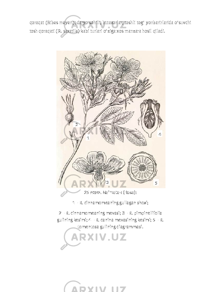 qoraqat (Ribes meyeri), daryo sohili, butazorlar, toshli tog‘ yonbarirlarida o‘suvchi tosh qoraqati (R. saxatile) kabi turlari o‘ziga xos manzara hosil qiladi. 25-rasm . Na’matak (Rosa) : 1 – R. cinnamomeaning gullagan shoxi; 2 – R. cinnamomeaning mevasi; 3 – R. pimpinellifolia gulining kesimi; 4 – R. canina mevasining kesimi; 5 – R. tomentosa gulining diagrammasi .12 3 4 5 