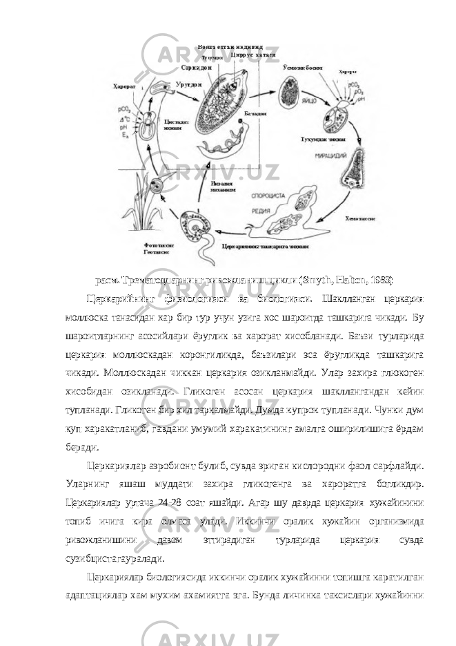 расм. Трематодларнинг ривожланиш цикли ( Smyth , Halton , 1983) Церкарийнинг физиологияси ва биологияси. Шаклланган церкария моллюска танасидан хар бир тур учун узига хос шароитда ташкарига чикади. Бу шароитларнинг асосийлари ёруглик ва харорат хисобланади. Баъзи турларида церкария моллюскадан коронгиликда, баъзилари эса ёругликда ташкарига чикади. Моллюскадан чиккан церкария озикланмайди. Улар захира глюкоген хисобидан озикланади. Гликоген асосан церкария шакллангандан кейин тупланади. Гликоген бир хил таркалмайди. Думда купрок тупланади. Чунки дум куп харакатланиб, гавдани умумий харакатининг амалга оширилишига ёрдам беради. Церкариялар аэробионт булиб, сувда эриган кислородни фаол сарфлайди. Уларнинг яшаш муддати захира гликогенга ва хароратга богликдир. Церкариялар уртача 24-28 соат яшайди. Агар шу даврда церкария хужайинини топиб ичига кира олмаса улади. Иккинчи оралик хужайин организмида ривожланишини давом эттирадиган турларида церкария сувда сузибцистагауралади. Церкариялар биологиясида иккинчи оралик хужайинни топишга каратилган адаптациялар хам мухим ахамиятга эга. Бунда личинка таксислари хужайинни 