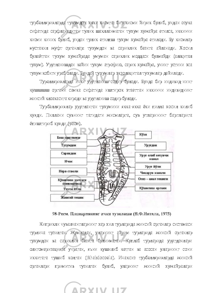 турбеллярияларда тухумдон икки кисмга: бир кисми йирик булиб, ундан озука сифатида сарфланадиган тулик шаклланмаган тухум хужайра етилса, иккинчи кисми кичик булиб, ундан тулик етилпш тухум хужайра етилади. Бу кисмлар мустакил жуфт органлар: тухумдон ва сариклик безига айланади. Хосил булаётган тухум хужайрада умуман сариклик моддаси булмайди (алецитал тухум). Уругланишдан кейин тухум атрофию, сарик хужайра, унинг устини эса тухум кобиги ураб олади. Бундай тухумлар экзолецитал тухумлар дейилади. Туреллярияларда ички уругланиш содир булади. Бунда бир индивид- нинг кушшшш органи самка сифатида иштирок этаеттан иккинчи индивиднинг жинсий клоакасига киради ва уругланиш содир булади. Турбелляриялар уругланган тухумини якка-якка ёки пилла хосил килиб куяди. Пиллани сувнинг тагидаги жисмларга, сув утларининг баргларига ёпиштириб куяди (расм). Киприкли чувалчангларнинг хар хил турларида жинсий органлар системаси турлича тузилган. Жумладан, уларнинг айрим турларида жинсий органлар тухумдон ва сариклик безига булинмаган. Куплаб турларида уругдонлари олигомеризацияга учраган, яъни кушилиб кетган ва асосан уларнинг сони иккитага тушиб колган ( Rhabdocoela ). Ичаксиз турбеллярияларда жинсий органлари примитив тузилган булиб, уларнинг жинсий хужайралари 