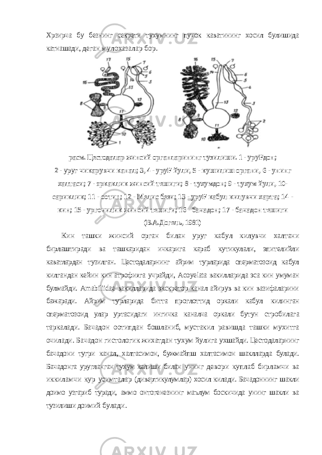 Хрзирча бу безнинг секрети тухумнинг пучок каватининг хосил булишида катнашади, деган мулохазалар бор. расм. Цестодалар жинсий органларининг тузилиши. 1 - уруFдон; 2 - уруг чикарувчи канал; 3, 4 - уруF йули, 5 - кушилиш органи, 6 - унинг халтаси; 7 - эркаклик жинсий тешиги; 8 - тухумдон; 9 - тухум йули, 10- сариклик; 11 - оотип; 12 - Мелис бези; 13 - уруF кабул килувчи харта; 14 - кин; 15 - ургочилик жинсий тешиги; 16 - бачадон; 17 - бачадон тешиги (В.А.Догель, 1981) Кин ташки жинсий орган билан уруг кабул килувчи халтани бирлаштиради ва ташкаридан ичкарига караб кутикулали, эпителийли каватлардан тузилган. Цестодаларнинг айрим турларида сперматозоид кабул килгандан кейин кин атрофияга учрайди, Acoyelata вакилларида эса кин умуман булмайди. Amabiliidae вакилларида экскретор канал айирув ва кин вазифаларини бажаради. Айрим турларида битта проглоттид оркали кабул килинган сперматозоид улар уртасидаги ингичка каналча оркали бутун стробилага таркалади. Бачадон оотипдан бошланиб, мустакил равишда ташки мухитга очилади. Бачадон гистологик жихатдан тухум йулига ухшайди. Цестодаларнинг бачадони тугри канал, халтасимон, бужмайпш халтасимон шаклларда булади. Бачадонга уругланган тухум келиши билан унинг девори куплаб бирламчи ва иккиламчи кур усимталар (дивертикулумлар) хосил килади. Бачадоннинг шакли доимо узгариб туради, аммо онтогенезнинг маълум боскичида унинг шакли ва тузилиши доимий булади. 