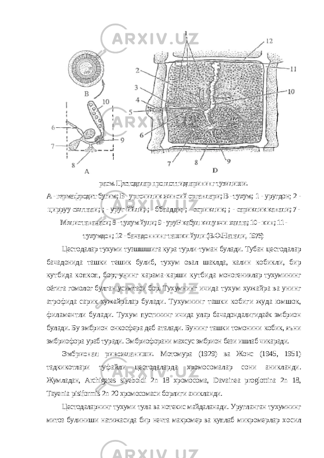 расм. Цестодалар проглоттидларининг тузилиши. А - гермафродит бугим; Б - ургочилик жинсий органлари; В - тухум; 1 - уругдон; 2 - ци рру у схлтааи; ; - у ру г ййли; ; - б ба ад д н; ; - ссриклик; ; - сариклик канали; 7 - Мелис таначаси; 8 - тухум йули; 9 - уруF кабул килувчи халта; 10 - кин; 11 - тухумдон; 12 - бачадоннинг ташки йули (В.Ф.Натали, 1975) Цестодалар тухуми тузшшшига кура турли-туман булади. Тубан цестодалар бачадонида ташки тешик булиб, тухум овал шаклда, калин кобикли, бир кутбида копкоп, бор, унинг карама-карши кутбида моногениялар тухумининг оёгига гомолог булган усимтаси бор. Тухумнинг ичида тухум хужайра ва унинг атрофида сарик хужайралар булади. Тухумнинг ташки кобиги жуда юмшок, филаментли булади. Тухум пустининг ичида улар бачадондалигидаёк эмбрион булади. Бу эмбрион онкосфера деб аталади. Бунинг ташки томонини кобик, яъни эмбриофора ураб туради. Эмбриофорани махсус эмбрион бези ишлаб чикаради. Эмбрионал ривожланиши. Мотомура (1929) ва Жонс (1945, 1951) тадкикотлари туфайли цестодаларда хромосомалар сони аникланди. Жумладан, Archigetes siyeboldi 2 n 18 хромосома, Davainea proglottina 2 n 18, Tayenia pisiformis 2 n 20 хромосомаси борлиги аникланди. Цестодаларнинг тухуми тула ва нотекис майдаланади. Уругланган тухумнинг митоз булиниши натижасида бир нечта макромер ва куплаб микромерлар хосил 