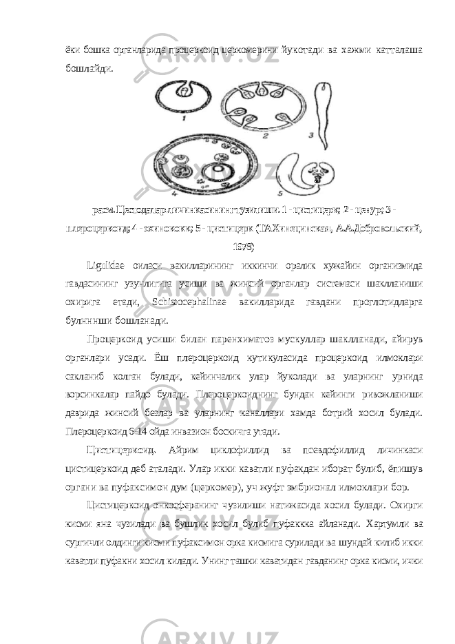 ёки бошка органларида процеркоид церкомерини йукотади ва хажми катталаша бошлайди. расм. Цестодалар личинкасининг тузилиши. 1 - цистицерк; 2 - ценур; 3 - плероцеркоид; 4 - эхинококк; 5 - цистицерк (ТАХинецинская, А.А.Добровольский, 1978) Ligulidae оиласи вакилларининг иккинчи оралик хужайин организмида гавдасининг узунлигига усиши ва жинсий органлар системаси шаклланиши охирига етади, Schistocephalinae вакилларида гавдани проглотидларга булнннши бошланади. Процеркоид усиши билан паренхиматоз мускуллар шаклланади, айирув органлари усади. Ёш плероцеркоид кутикуласида процеркоид илмоклари сакланиб колган булади, кейинчалик улар йуколади ва уларнинг урнида ворсинкалар пайдо булади. Плероцеркоиднинг бундан кейинги ривожланиши даврида жинсий безлар ва уларнинг каналлари хамда ботрий хосил булади. Плероцеркоид 6-14 ойда инвазион боскичга утади. Цистицеркоид. Айрим циклофиллид ва псевдофиллид личинкаси цистицеркоид деб аталади. Улар икки каватли пуфакдан иборат булиб, ёпишув органи ва пуфаксимон дум (церкомер), уч жуфт эмбрионал илмоклари бор. Цистицеркоид онкосферанинг чузилиши натижасида хосил булади. Охирги кисми яна чузилади ва бушлик хосил булиб пуфаккка айланади. Хартумли ва сургичли олдинги кисми пуфаксимон орка кисмига сурилади ва шундай килиб икки каватли пуфакни хосил килади. Унинг ташки каватидан гавданинг орка кисми, ички 