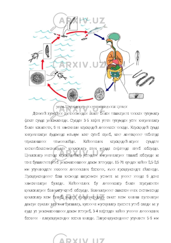 расм. Цестодаларнинг ривожланиш цикли Доимий хужайин организмидан ахлат билан ташкарига чиккан тухумлар факат сувда ривожланади. Орадан 3-5 хафта утгач тухумдан усти киприкчалар билан копланган, 6 та илмокчали кароцидий личинкаси чикади. Кароцидий сувда киприкчалари ёрдамида маълум вакт сузиб юриб, кенг лентецнинг табиатда таркалишини таъминлайди. Кейинчалик кароцидий- ларни сувдаги кискичбакасимонлардан циклоплар озик модда сифатида ютиб юборади. Циклоплар ичагида кароцидийлар устидаги киприкчаларни ташлаб юборади ва тана бушлигига утиб ривожланишини давом эттиради. 15-21 кундан кейин 0,5-0,6 мм узунликдаги иккинчи личинкалик боскичи, яъни процеркоидга айланади. Процеркоиднинг бош кисмида шарсимон усимта ва унинг ичида 6 дона илмокчалари булади. Кейинчалик бу личинкалар билан зарарланган циклопларни баликлар ютиб юборади. Баликларнинг ошкозон-ичак системасида циклоплар хазм булиб, ундаги процеркоидлар овкат хазм килиш органлари девори оркали хар хил орпшлар, купинча мускуллар орасига утиб олади ва у ерда уз ривожланишини давом эттириб, 3-4 хафтадан кейин учинчи личинкалик боскичи - плероцеркоидни хосил килади. Плеро-церкоиднинг узунлиги 5-6 мм 