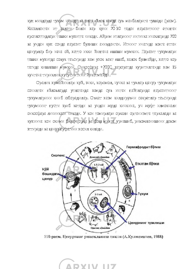 куп микдорда тухум чикади ва улар яйлов хамда сув манбаларига тушади (расм). Касалланган ит ахлати билан хар куни 20-30 тадан паразитнинг етилган проглоттидлари ташки мухитга чикади. Айрим итларнинг ингичка ичакларида 200 ва ундан куп сонда паразит булиши анивданган. Итнинг ичагида вояга етган ценурлар бир неча ой, хатто икки йилгача яшаши мумкин. Паразит тухумлари ташки мухитда совук таъсирида хам узок вакт яшаб, халок булмайди, хатто кор тагида кишлаши мумкин. Онкосфера +200С хароратда куритилганда хам 15 кунгача тириклик хусусиятини йукотмайди. Оралик хужайинлар: куй, эчки, корамол, чучка ва туялар ценур тухумлари сочилган яйловларда утлаганда хамда сув ичган пайтларида паразитнинг тухумларини книб юборадилар. Овкат хазм килдирувчи секретлар таъсирида тухумнинг пусти эриб кетади ва ундан жуда кичкина, уч жуфт илмокчали онкосфера личинкаси чикади. У кон томирлари оркали организмга таркалади ва купинча кон окими билан орка ва бош мияга урнашиб, ривожланишини давом эттиради ва ценур пуфагини хосил килади . 