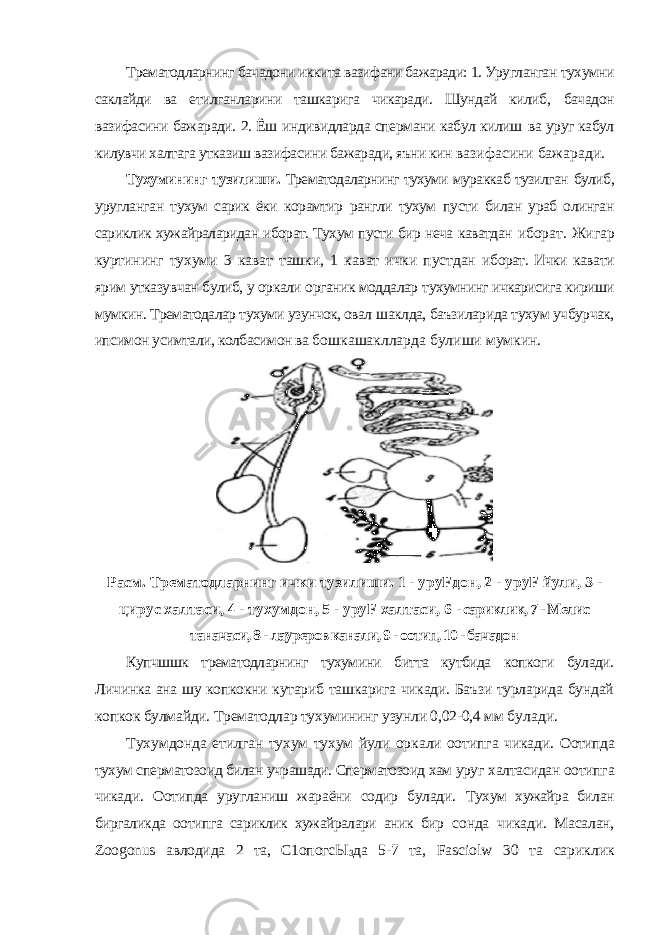 Трематодларнинг бачадони иккита вазифани бажаради: 1. Уругланган тухумни саклайди ва етилганларини ташкарига чикаради. Шундай килиб, бачадон вазифасини бажаради. 2. Ёш индивидларда спермани кабул килиш ва уруг кабул килувчи халтага утказиш вазифасини бажаради, яъни кин вазифасини бажаради. Тухумининг тузилиши. Трематодаларнинг тухуми мураккаб тузилган булиб, уругланган тухум сарик ёки корамтир рангли тухум пусти билан ураб олинган сариклик хужайраларидан иборат. Тухум пусти бир неча каватдан иборат. Жигар куртининг тухуми 3 кават ташки, 1 кават ички пустдан иборат. Ички кавати ярим утказувчан булиб, у оркали органик моддалар тухумнинг ичкарисига кириши мумкин. Трематодалар тухуми узунчок, овал шаклда, баъзиларида тухум учбурчак, ипсимон усимтали, колбасимон ва бошкашаклларда булиши мумкин. Расм. Трематодларнинг ички тузилиши. 1 - уруFдон, 2 - уруF йули, 3 - цирус халтаси, 4 - тухумдон, 5 - уруF халтаси, 6 - сариклик, 7 - Мелис таначаси, 8 - лауреров канали, 9 - оотип, 10 - бачадон Купчшшк трематодларнинг тухумини битта кутбида копкоги булади. Личинка ана шу копкокни кутариб ташкарига чикади. Баъзи турларида бундай копкок булмайди. Трематодлар тухумининг узунли 0,02-0,4 мм булади. Тухумдонда етилган тухум тухум йули оркали оотипга чикади. Оотипда тухум сперматозоид билан учрашади. Сперматозоид хам уруг халтасидан оотипга чикади. Оотипда уругланиш жараёни содир булади. Тухум хужайра билан биргаликда оотипга сариклик хужайралари аник бир сонда чикади. Масалан, Zoogonus авлодида 2 та, С1опогсЫ 3 да 5-7 та, Fasciolw 30 та сариклик 