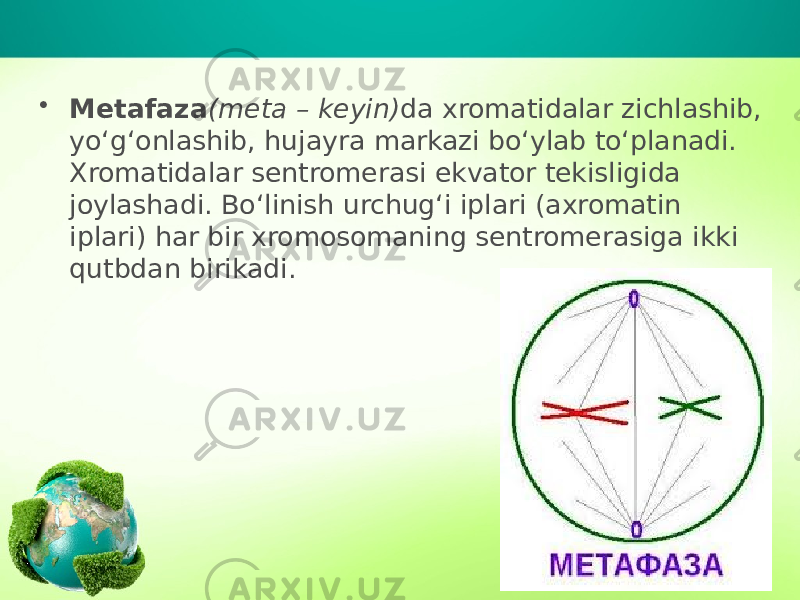• Metafaza (meta – keyin) da xromatidalar zichlashib, yo‘g‘onlashib, hujayra markazi bo‘ylab to‘planadi. Xromatidalar sentromerasi ekvator tekisligida joylashadi. Bo‘linish urchug‘i iplari (axromatin iplari) har bir xromosomaning sentromerasiga ikki qutbdan birikadi. 