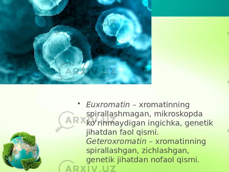 • Euxromatin – xromatinning spirallashmagan, mikroskopda ko‘rinmaydigan ingichka, genetik jihatdan faol qismi. Geteroxromatin – xromatinning spirallashgan, zichlashgan, genetik jihatdan nofaol qismi. 