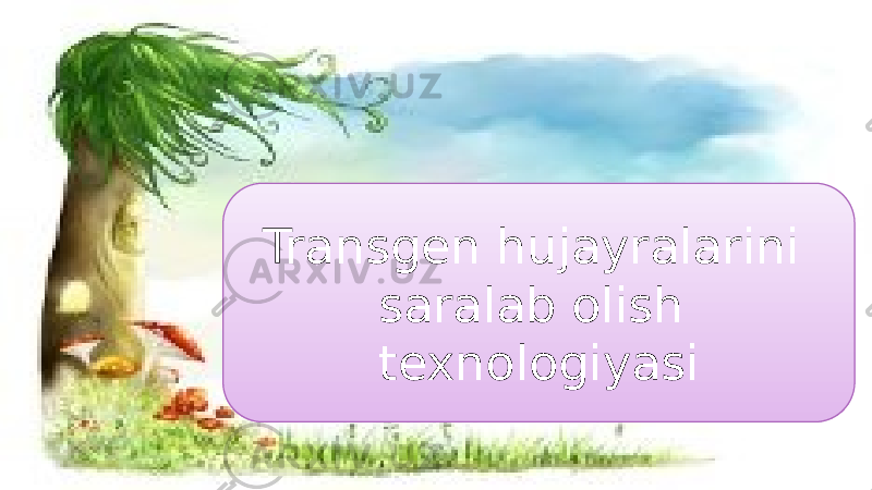 1Transgen hujayralarini saralab olish texnologiyasi 01 0503 11 