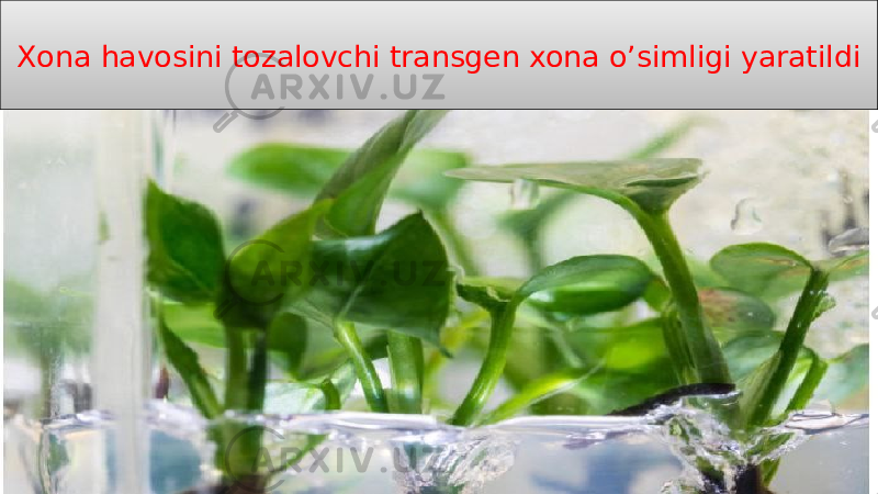 14Xona havosini tozalovchi transgen xona o’simligi yaratildi 30 