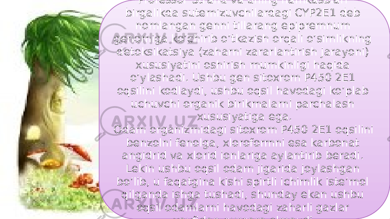 17Professor Strand va uning hamkasblari birgalikda sutemizuvchilardagi CYP2E1 deb nomlangan genni tillarang epipremnum genomiga ko’chirib o’tkazish orqali o’simlikning detoksikatsiya (zaharni zararlantirish jarayoni) xususiyatini oshirish mumkinligi haqida o’ylashadi. Ushbu gen sitoxrom P450 2E1 oqsilini kodlaydi, ushbu oqsil havodagi ko’plab uchuvchi organik birikmalarni parchalash xususiyatiga ega. Odam organizmidagi sitoxrom P450 2E1 oqsilini benzolni fenolga, xloroformni esa karbonat angidrid va xlorid ionlariga aylantirib beradi. Lekin ushbu oqsil odam jigarida joylashgan bo’lib, u faqatgina kishi spirtli ichimlik iste’mol qilganda ishga tushadi, shunday ekan ushbu oqsil odamlarni havodagi zaharli gazlar xavfidan qurqara olmaydi. 18 0F 04 0607 240711 12 10 10 0A 12 44 0F 03 37 0F10 1C 10 12 