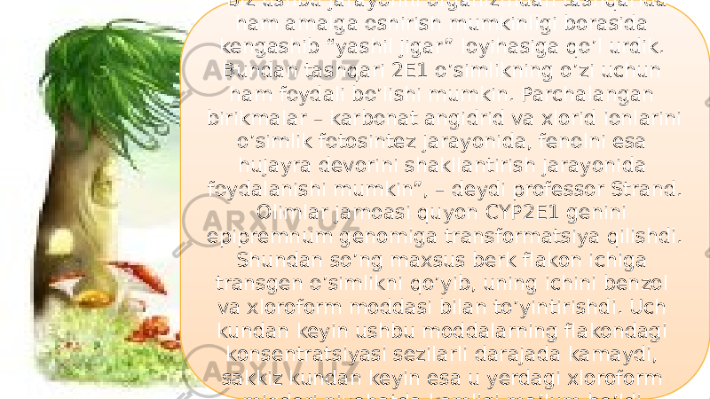 18“ Biz ushbu jarayonni organizmdan tashqarida ham amalga oshirish mumkinligi borasida kengashib “yashil jigar” loyihasiga qo’l urdik. Bundan tashqari 2E1 o’simlikning o’zi uchun ham foydali bo’lishi mumkin. Parchalangan birikmalar – karbonat angidrid va xlorid ionlarini o’simlik fotosintez jarayonida, fenolni esa hujayra devorini shakllantirish jarayonida foydalanishi mumkin”, – deydi professor Strand. Olimlar jamoasi quyon CYP2E1 genini epipremnum genomiga transformatsiya qilishdi. Shundan so’ng maxsus berk flakon ichiga transgen o’simlikni qo’yib, uning ichini benzol va xloroform moddasi bilan to’yintirishdi. Uch kundan keyin ushbu moddalarning flakondagi konsentratsiyasi sezilarli darajada kamaydi, sakkiz kundan keyin esa u yerdagi xloroform miqdori niyohatda kamligi ma’lum bo’ldi. 32 13 09 1F 13 09 0F0E 10 09 17 44 0716 3E 11 1E 1F 1F 05 150E 