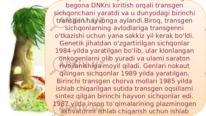 271974 yilda Rudolf Jaenish o&#39;z embrioniga begona DNKni kiritish orqali transgen sichqonchani yaratdi va u dunyodagi birinchi transgen hayvonga aylandi.Biroq, transgen sichqonlarning avlodlariga transgenni o&#39;tkazishi uchun yana sakkiz yil kerak bo&#39;ldi. Genetik jihatdan oʻzgartirilgan sichqonlar 1984-yilda yaratilgan boʻlib, ular klonlangan onkogenlarni olib yuradi va ularni saraton rivojlanishiga moyil qiladi. Genlari nokaut qilingan sichqonlar 1989 yilda yaratilgan. Birinchi transgen chorva mollari 1985 yilda ishlab chiqarilgan sutida transgen oqsillarni sintez qilgan birinchi hayvon sichqonlar edi. 1987 yilda inson toʻqimalarining plazminogen aktivatorini ishlab chiqarish uchun ishlab chiqilgan 38 0F 05 11 05 10 2C 38 10 02 1C 130E 0E05 05 38 03 2709 