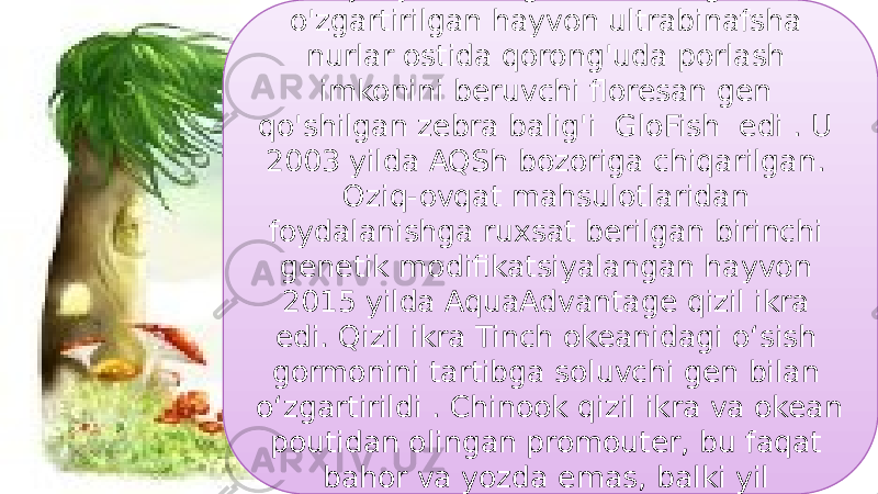 28Tijoriylashtirilgan birinchi geni o&#39;zgartirilgan hayvon ultrabinafsha nurlar ostida qorong&#39;uda porlash imkonini beruvchi floresan gen qo&#39;shilgan zebra balig&#39;i GloFish edi . U 2003 yilda AQSh bozoriga chiqarilgan. Oziq-ovqat mahsulotlaridan foydalanishga ruxsat berilgan birinchi genetik modifikatsiyalangan hayvon 2015 yilda AquaAdvantage qizil ikra edi. Qizil ikra Tinch okeanidagi oʻsish gormonini tartibga soluvchi gen bilan oʻzgartirildi . Chinook qizil ikra va okean poutidan olingan promouter, bu faqat bahor va yozda emas, balki yil davomida o&#39;sishiga imkon beradi. 01 10 04 0E 1C 29 4414 17 06 29 07 06 10 16 0F 24 